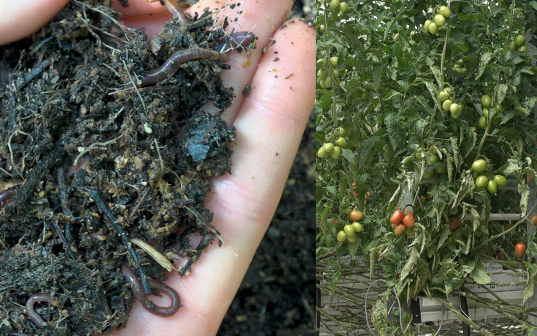 GP – N°2 La prise de pouvoir des vers de terre dans les serres à tomates